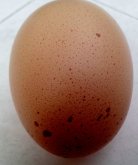 egg-from-the-domestic-chicken-138x165.jpg